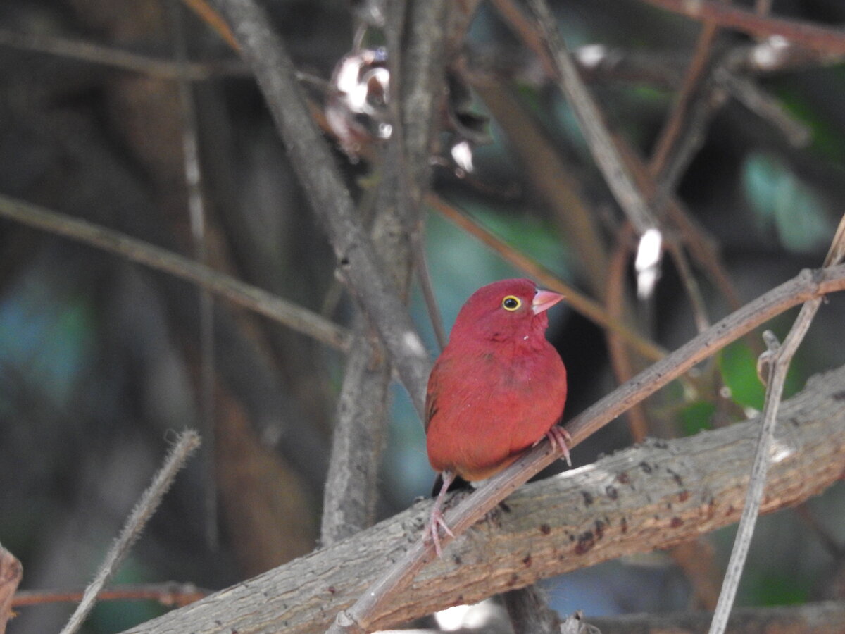 Red-Billed Firefinch